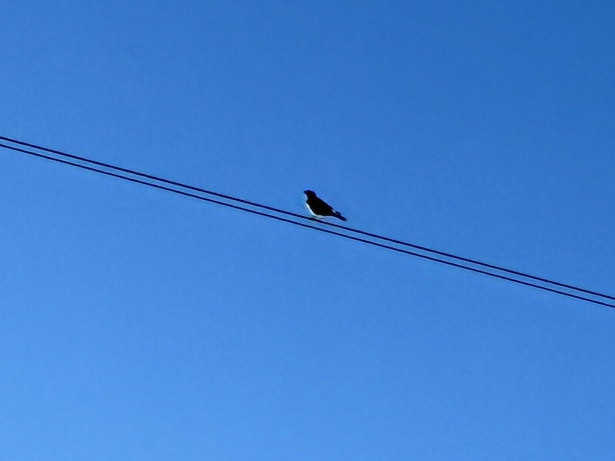 Western Bluebird - ML642629874