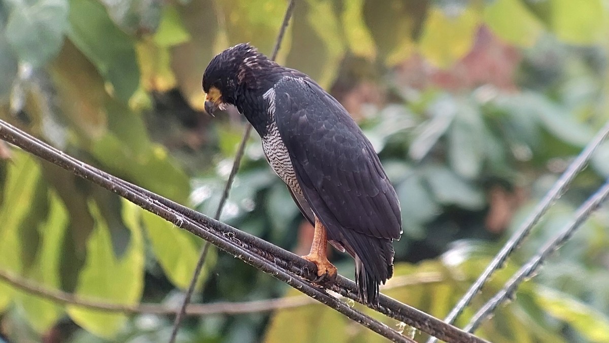 Barred Hawk - ML642629883