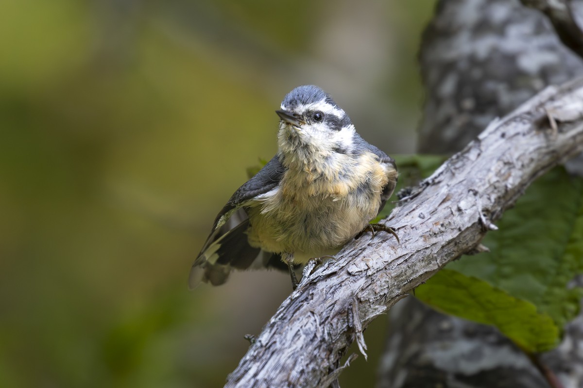 Red-breasted Nuthatch - ML642629894