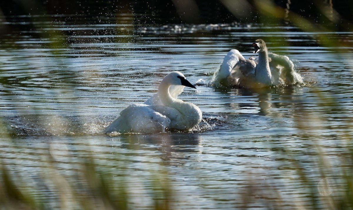 Trumpeter Swan - ML642629915