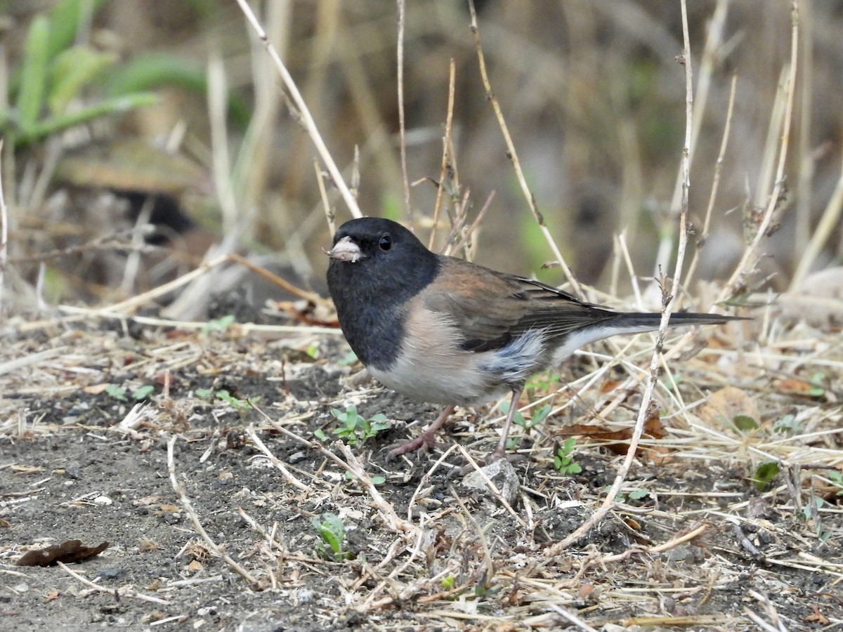 Dark-eyed Junco - ML642629943