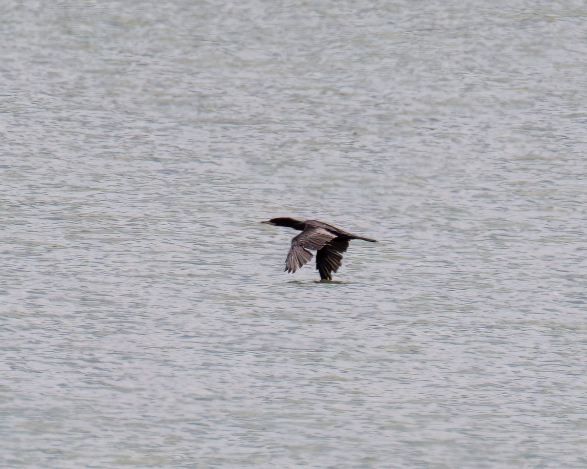 Neotropic Cormorant - ML642629944