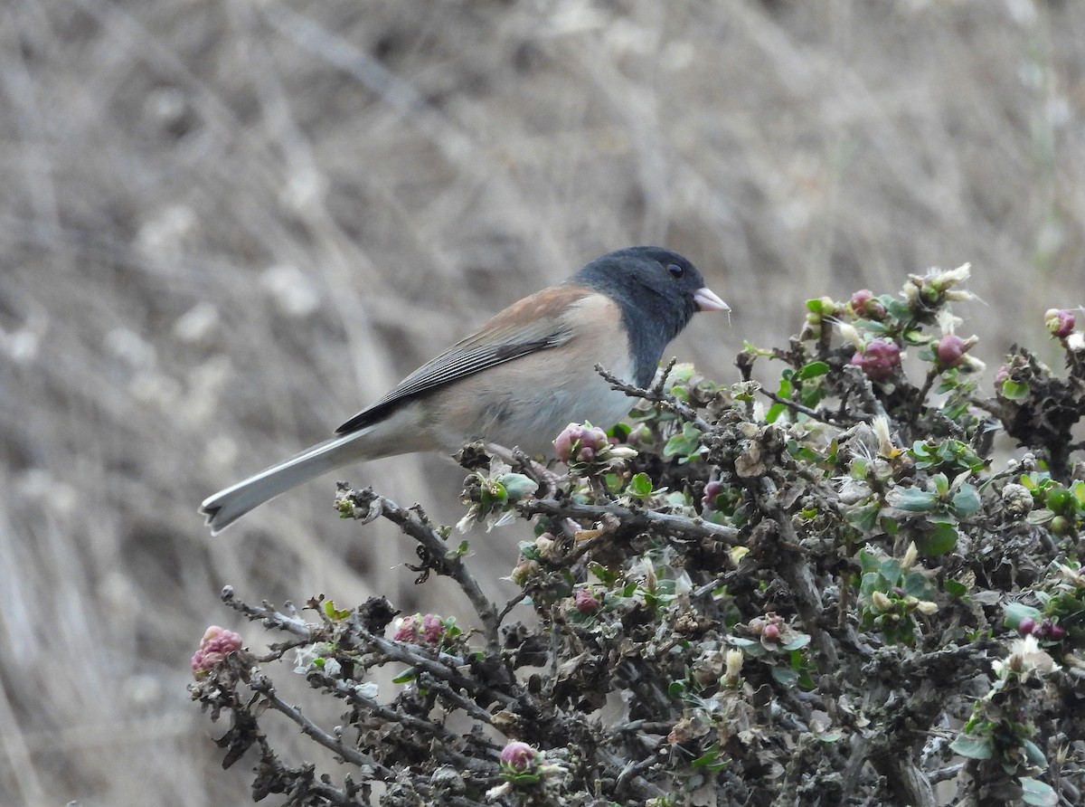 Dark-eyed Junco - ML642629956
