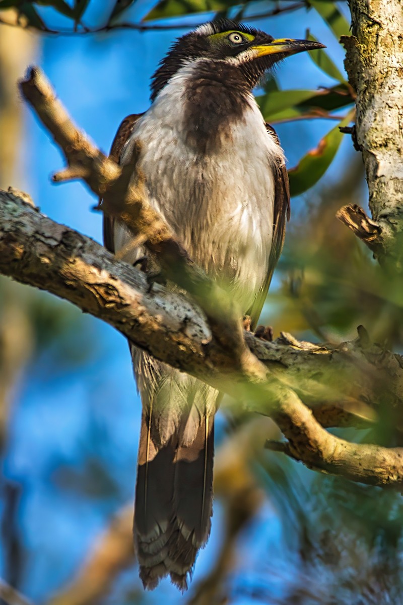 Blue-faced Honeyeater (Blue-faced) - ML642629960