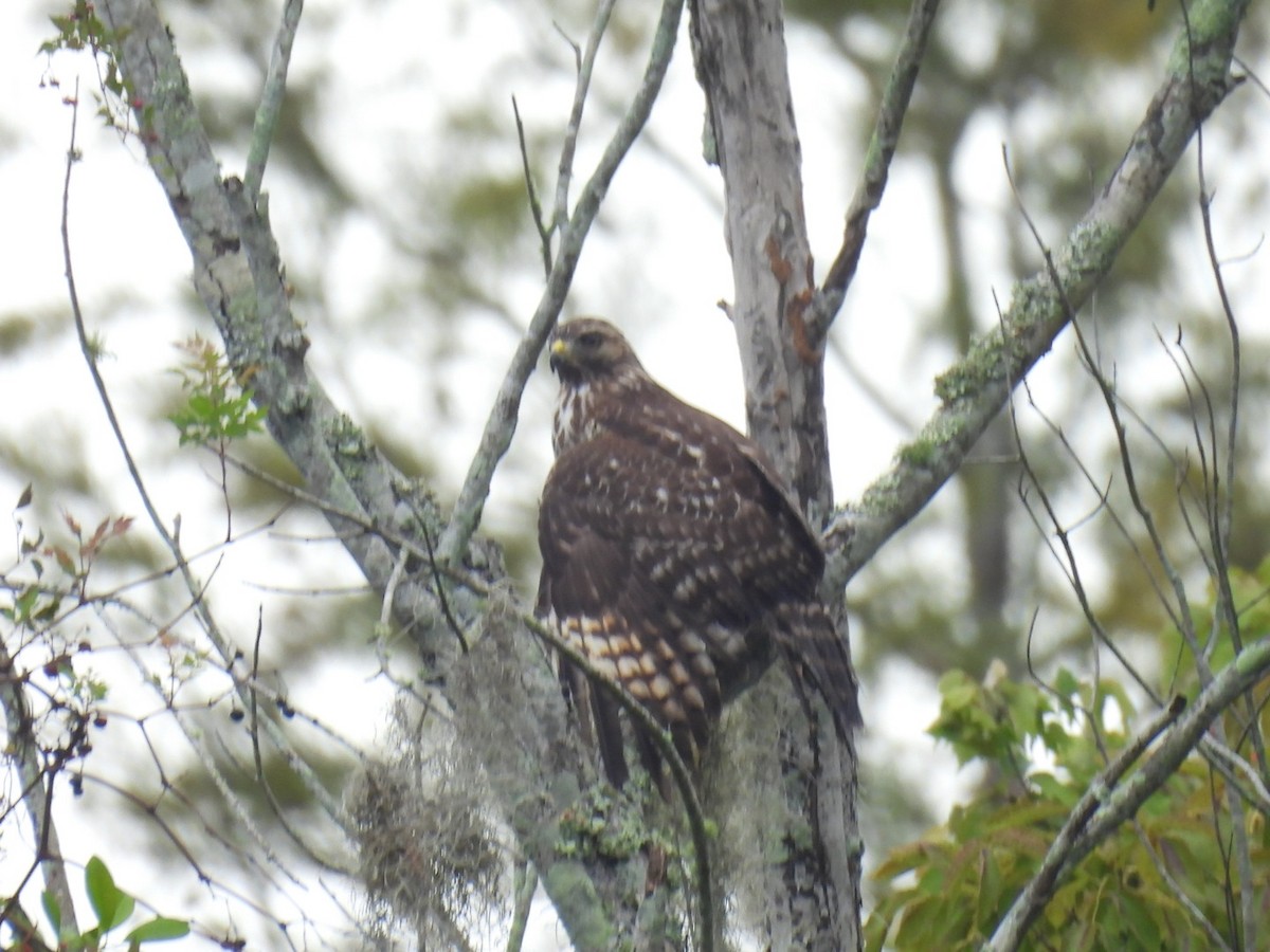 Red-shouldered Hawk - ML642629964