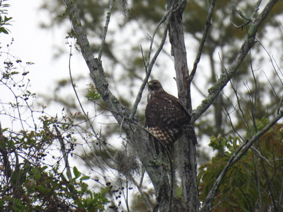 Red-shouldered Hawk - ML642629965