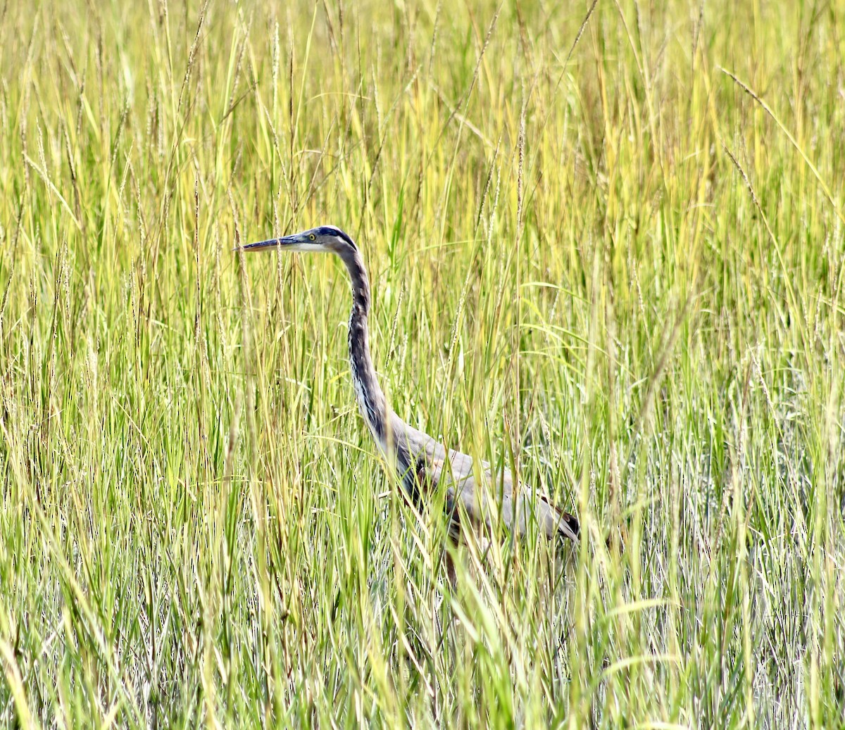 Great Blue Heron - ML642629975
