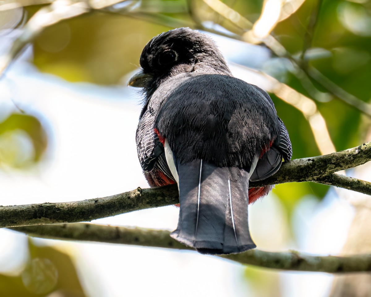Surucua Trogon - ML642629988