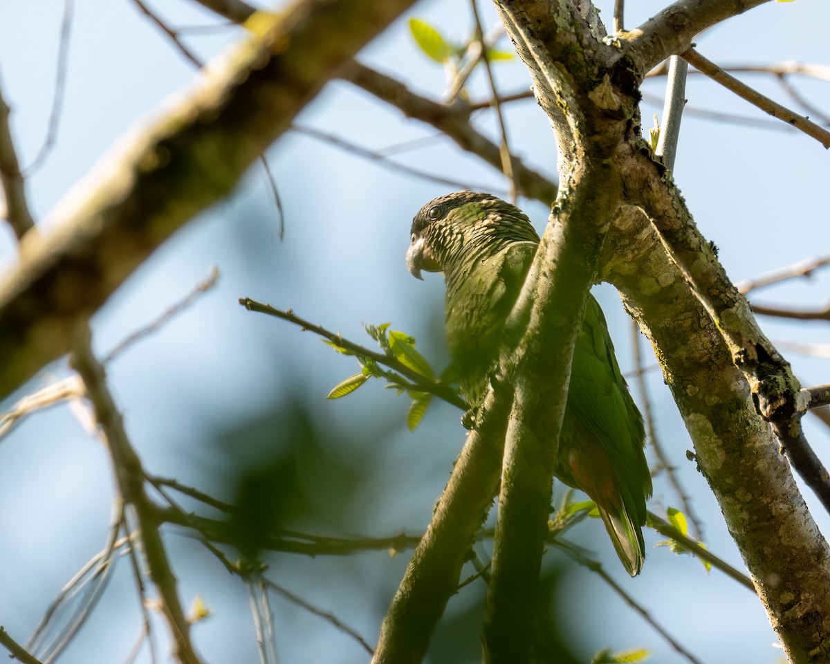 Scaly-headed Parrot - ML642630014
