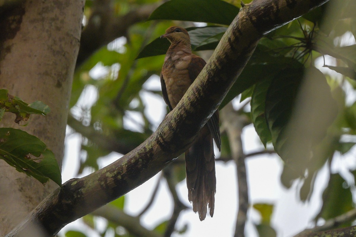 Amboyna Cuckoo-Dove - ML642630016