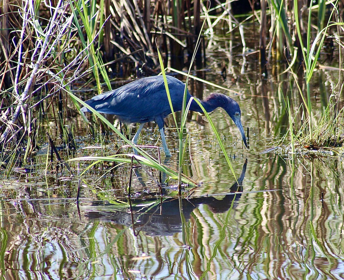 Little Blue Heron - ML642630019
