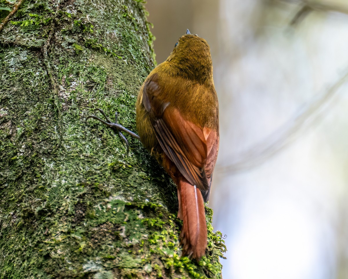 Olivaceous Woodcreeper - ML642630023