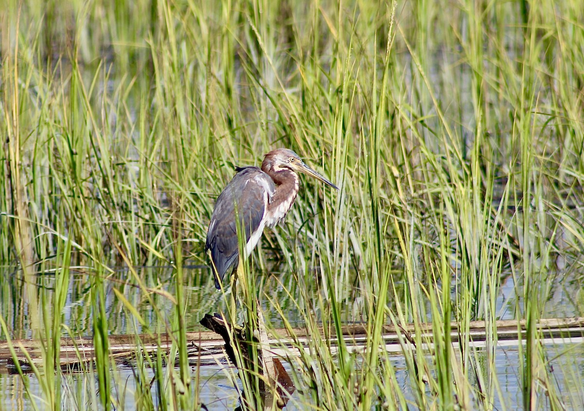 Tricolored Heron - ML642630057