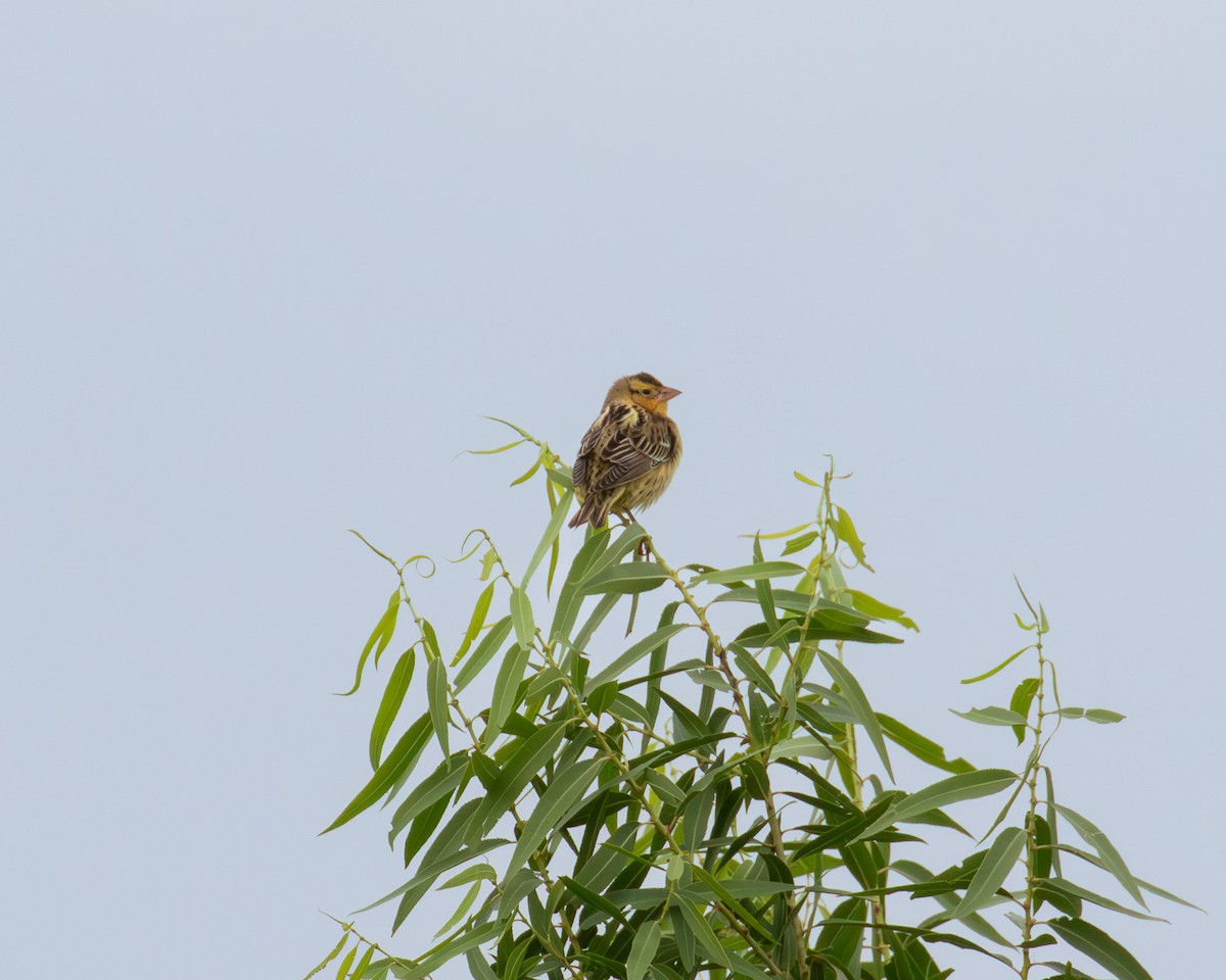 Bobolink - ML642630062