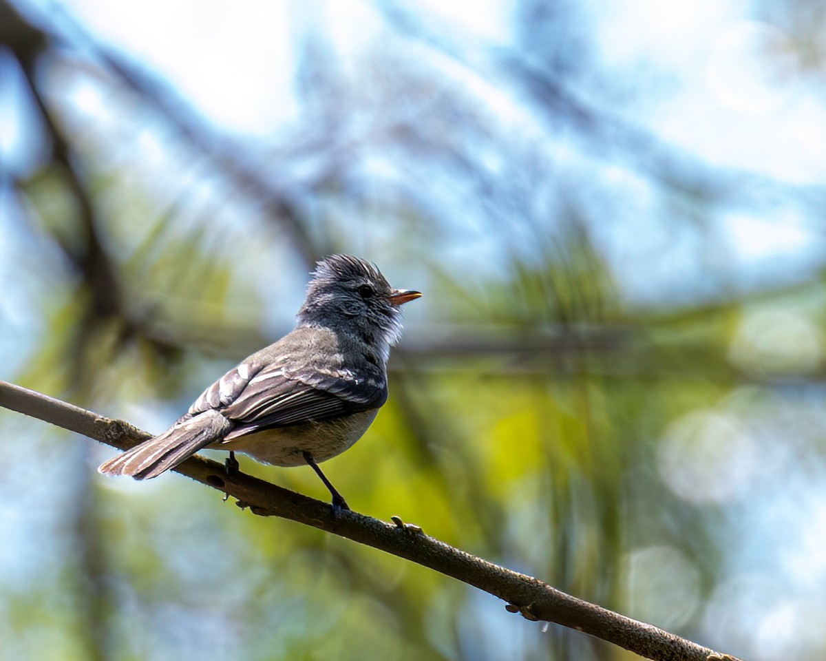 Southern Beardless-Tyrannulet - ML642630074