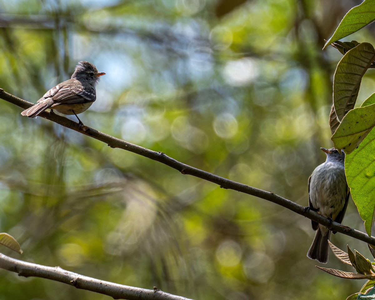 Southern Beardless-Tyrannulet - ML642630075