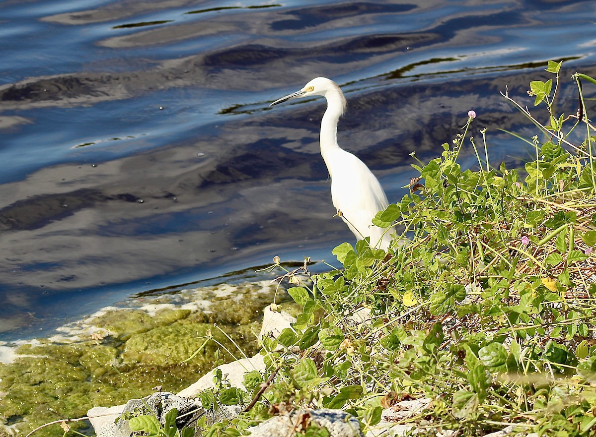 Snowy Egret - ML642630081
