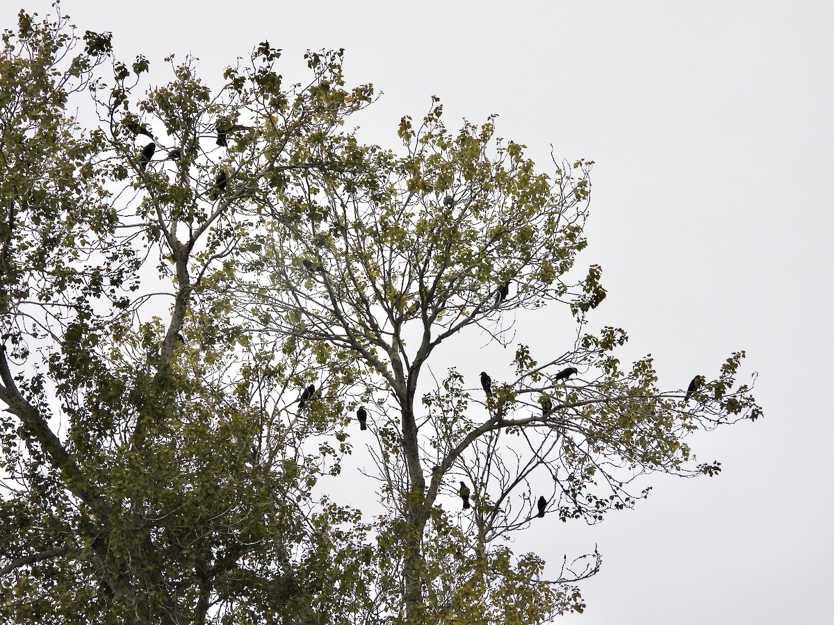 American Crow - ML642630084