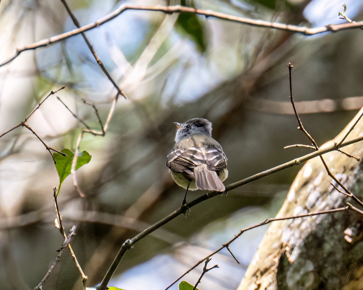 Southern Beardless-Tyrannulet - ML642630097