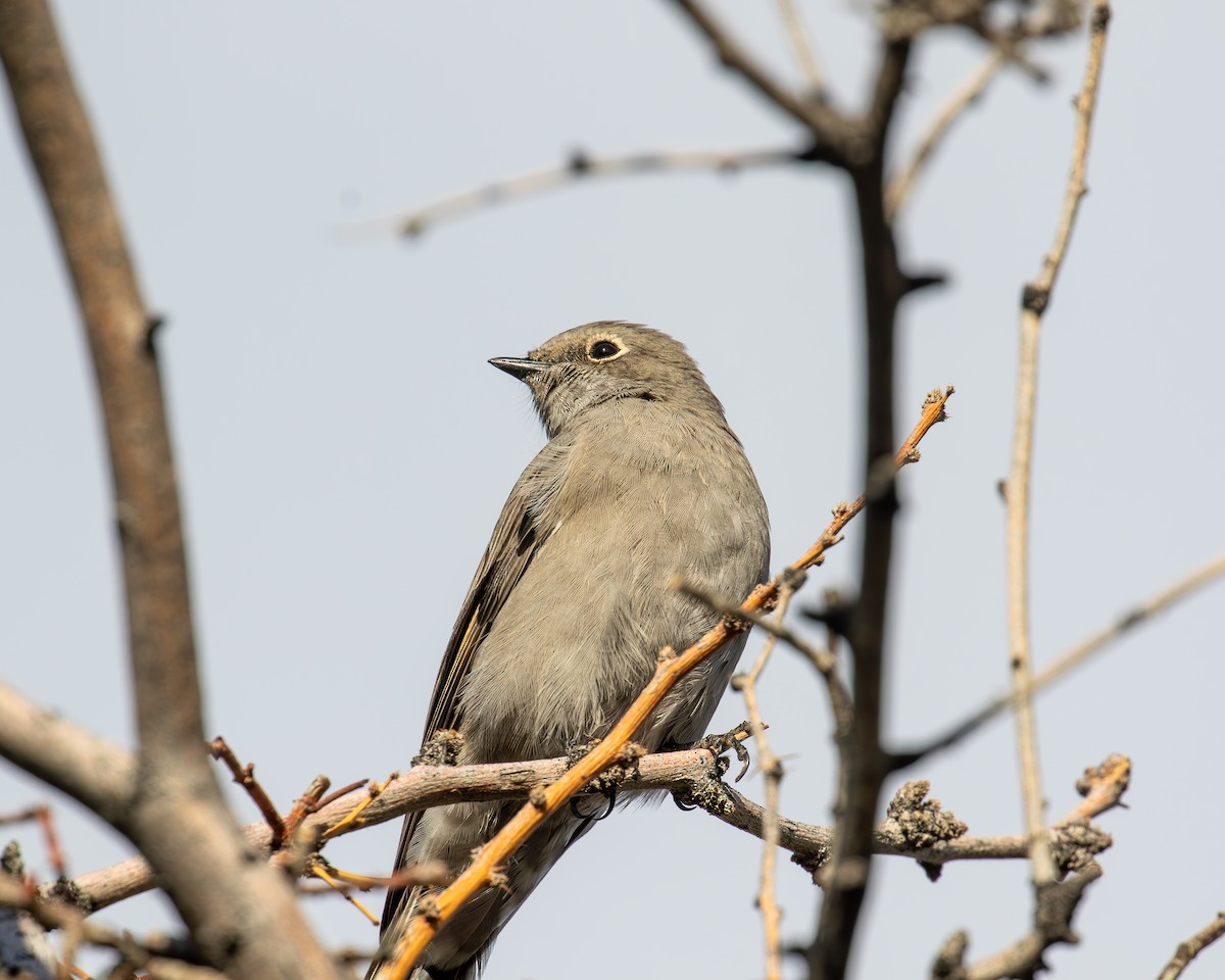 Townsend's Solitaire - ML642630098