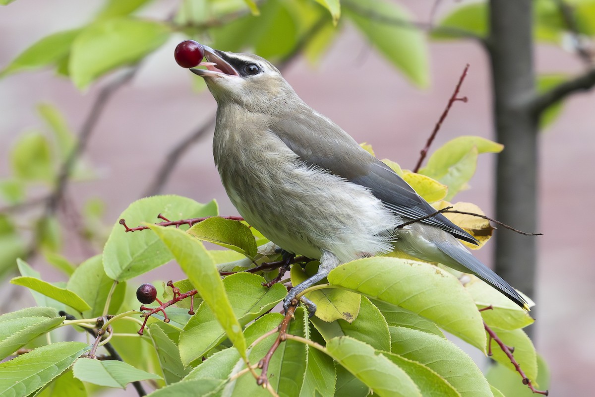 Cedar Waxwing - ML642630114