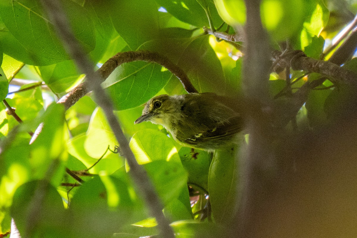 Kalın Gagalı Vireo - ML642630119