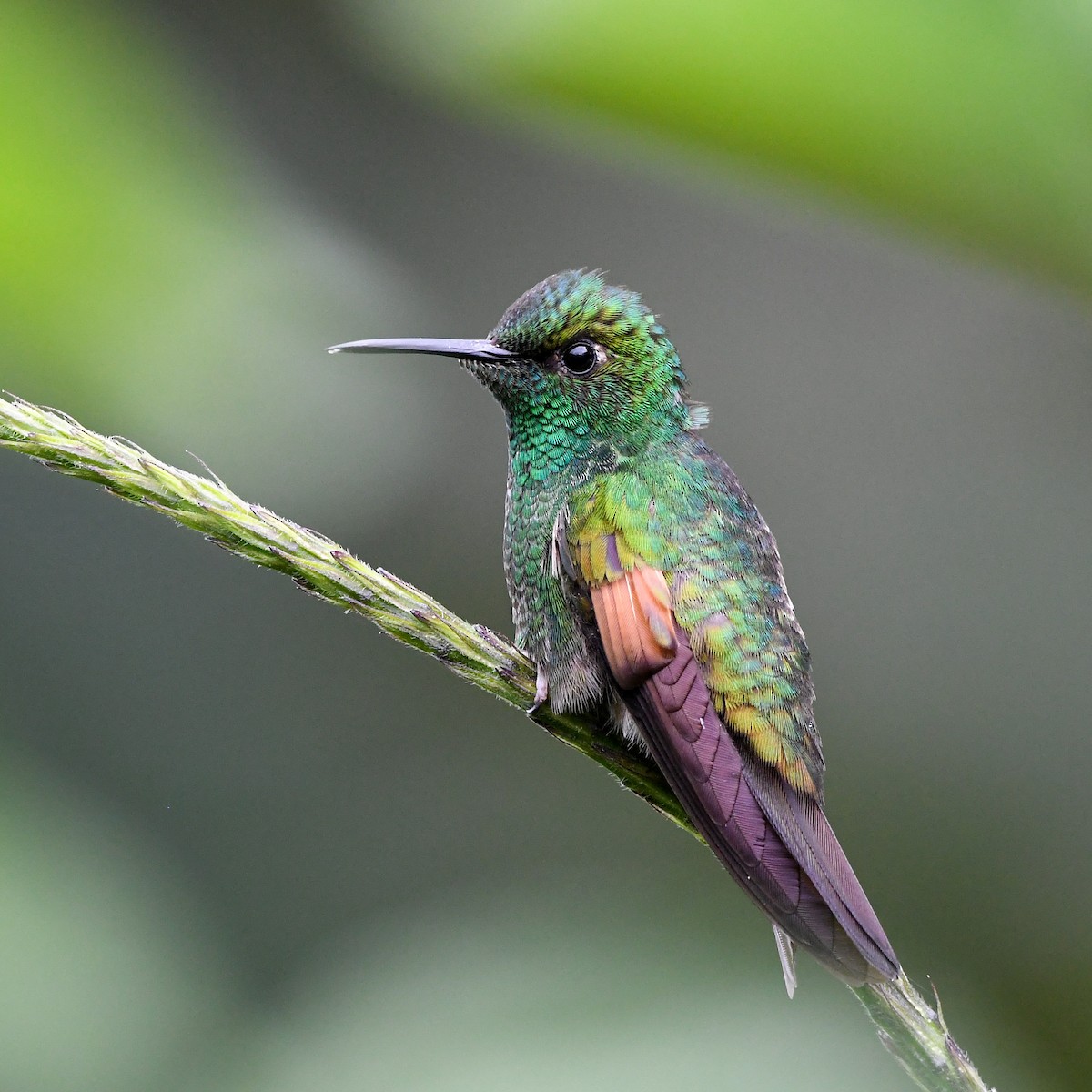 Stripe-tailed Hummingbird - ML642630122