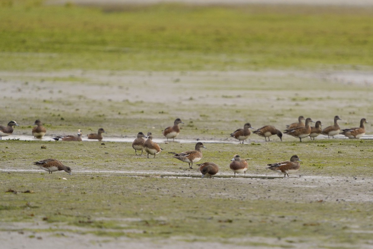 American Wigeon - ML642630131