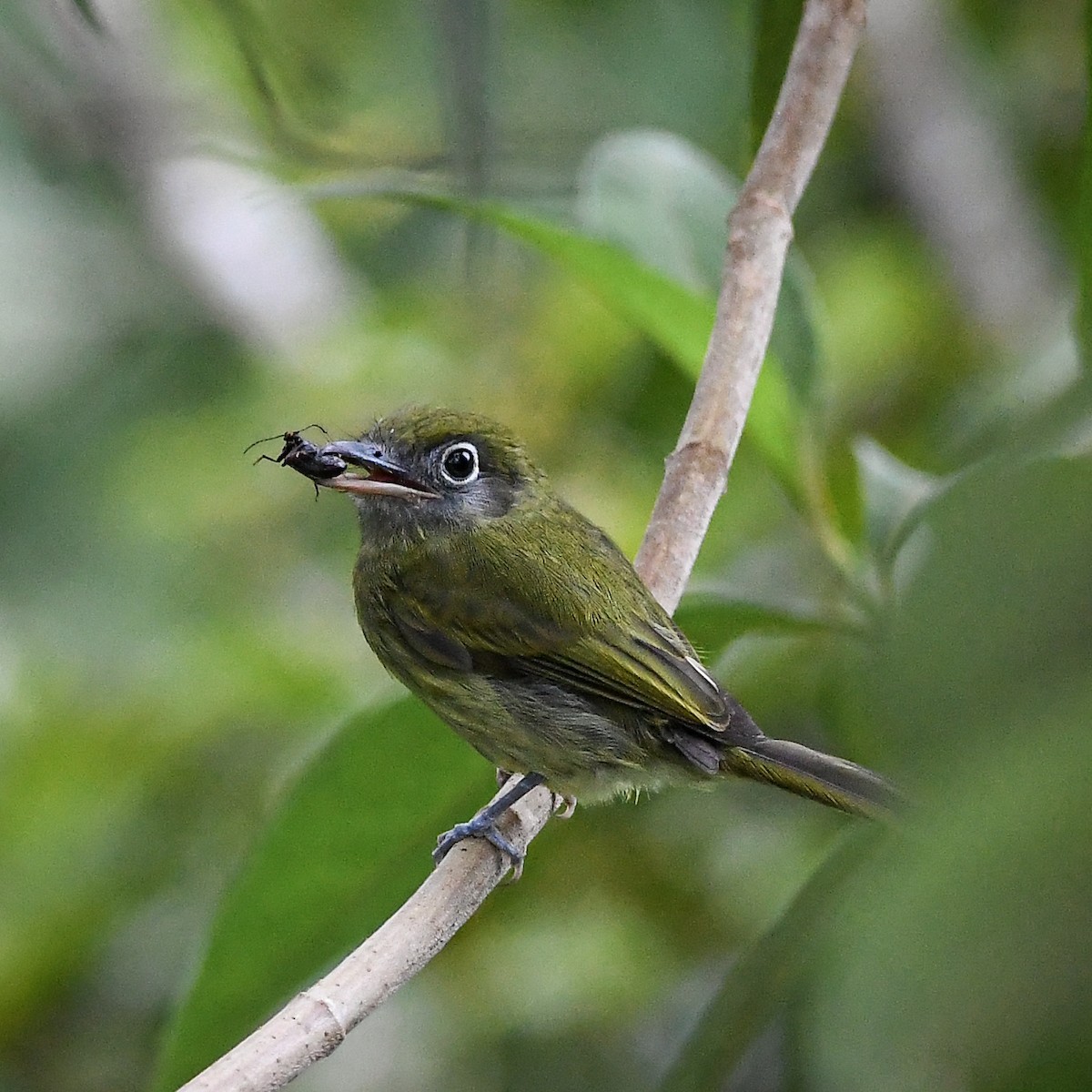 Eye-ringed Flatbill - ML642630137