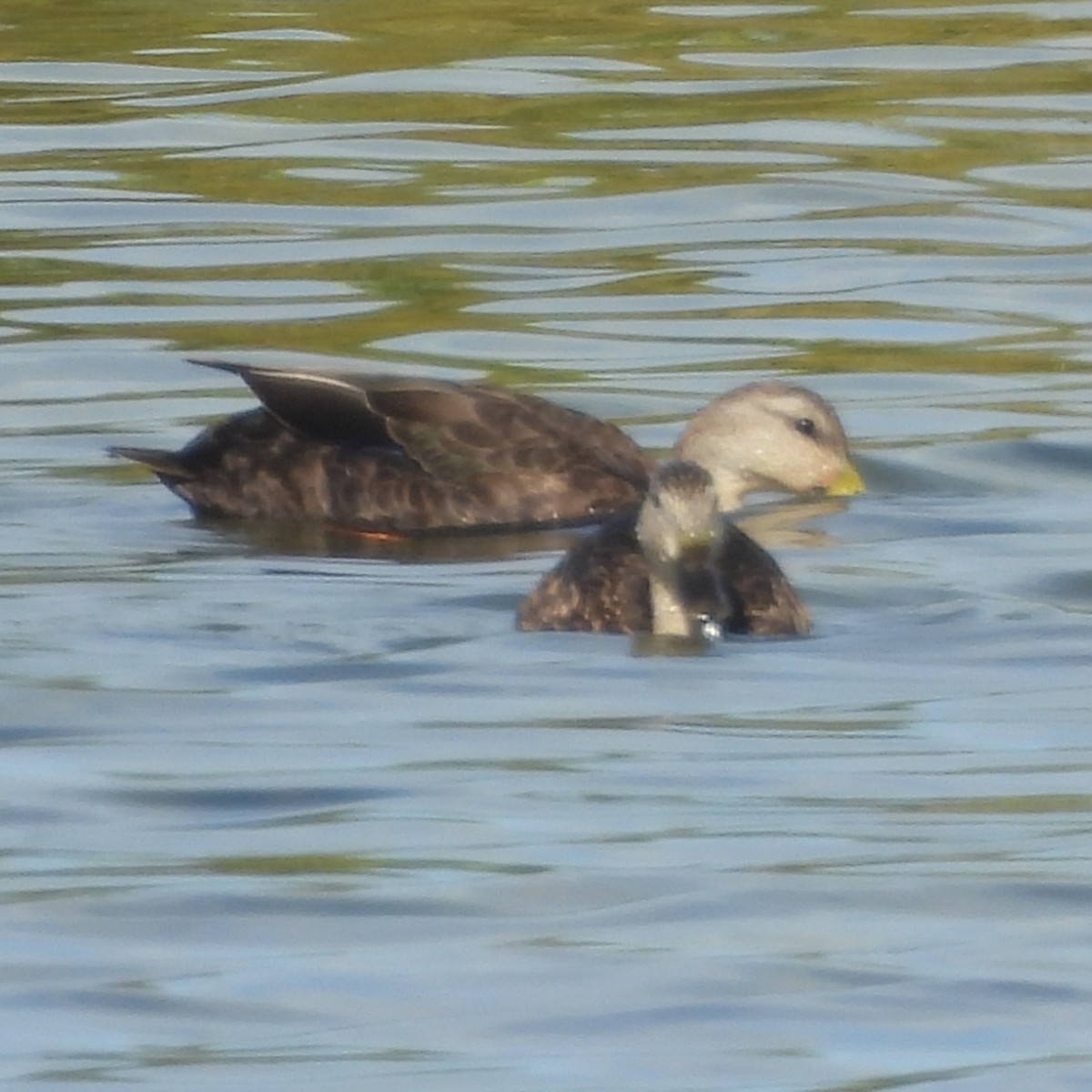 American Black Duck - ML642630145