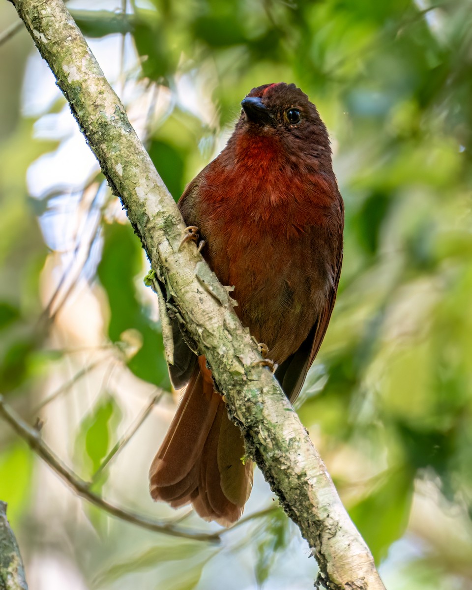 Red-crowned Ant-Tanager (Red) - ML642630146
