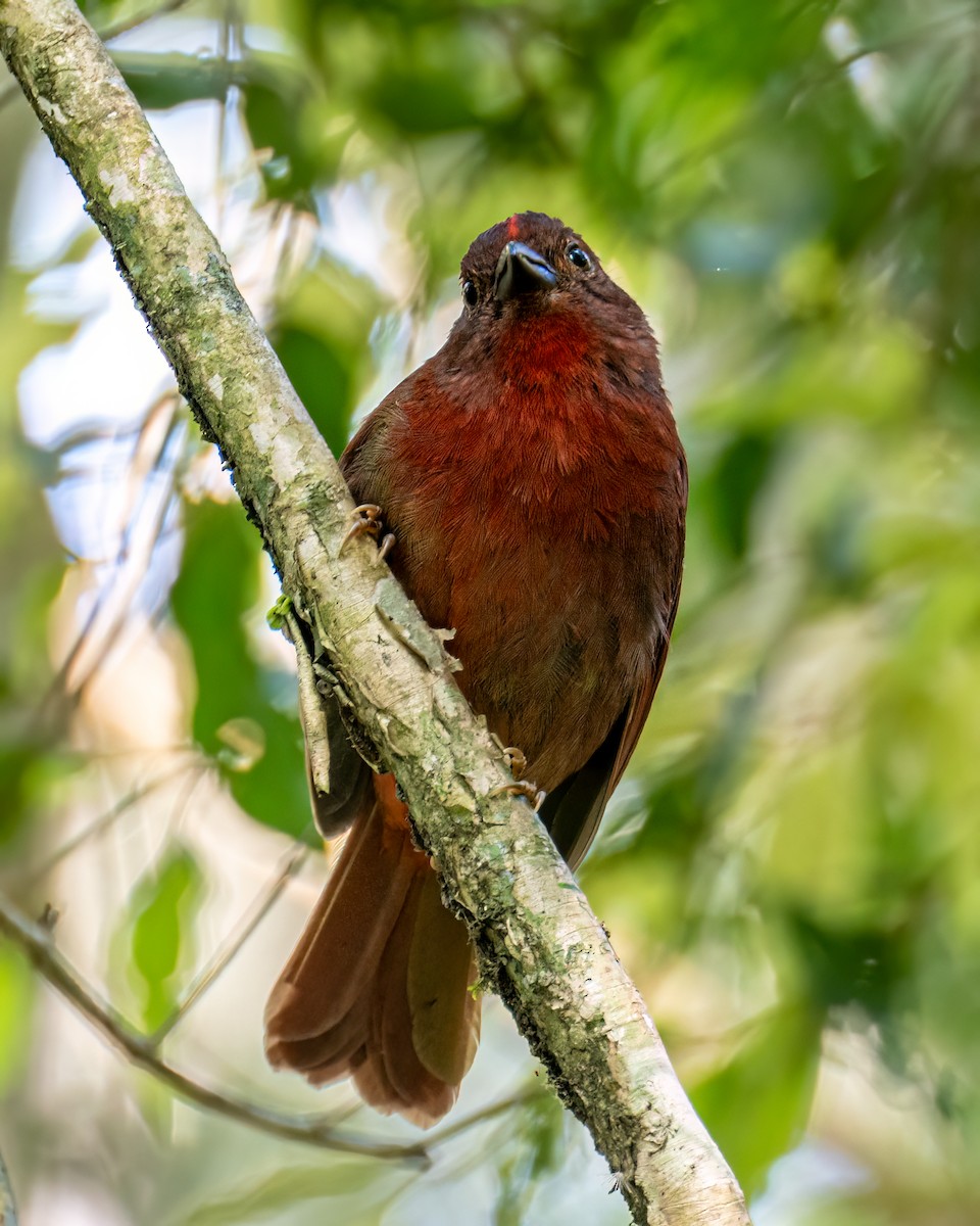 Red-crowned Ant-Tanager (Red) - ML642630147