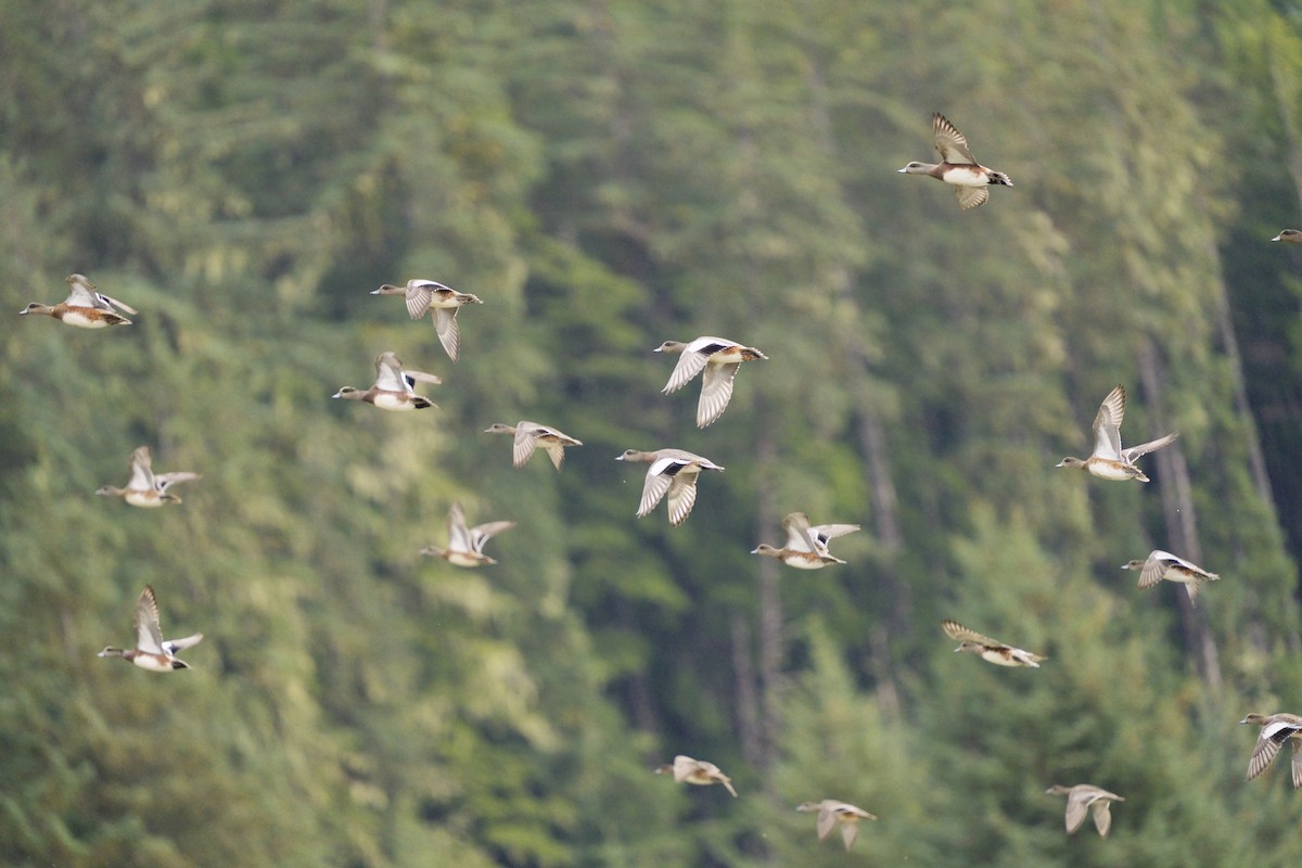 American Wigeon - ML642630148