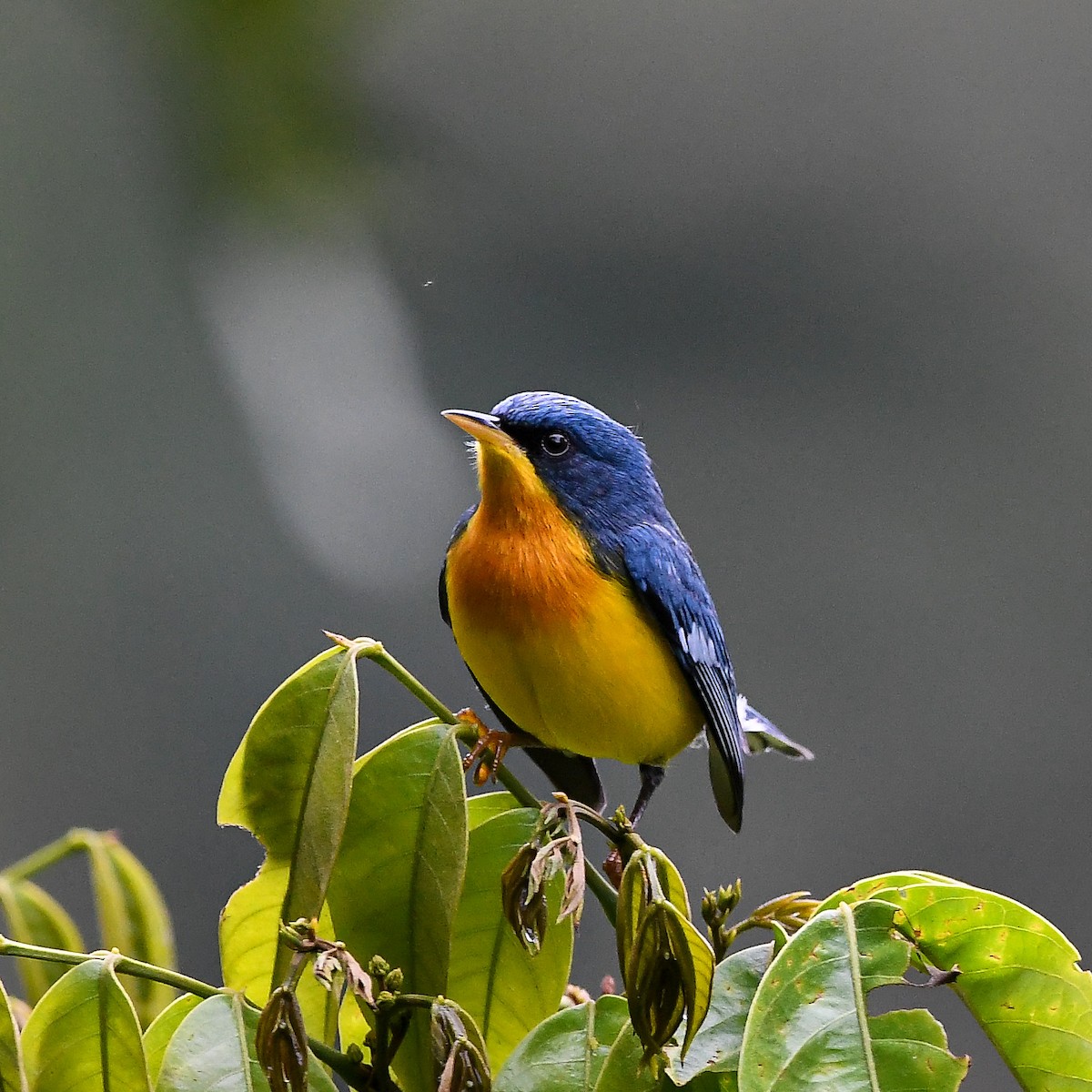 Tropical Parula - ML642630151