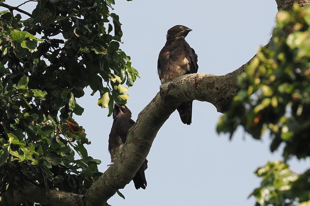 Bat Hawk - ML642630152