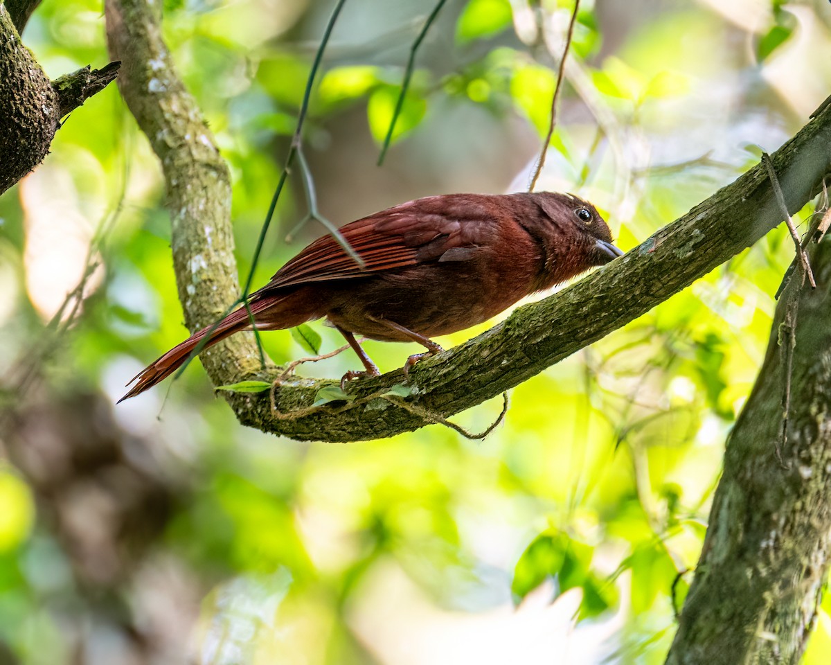 Red-crowned Ant-Tanager (Red) - ML642630153