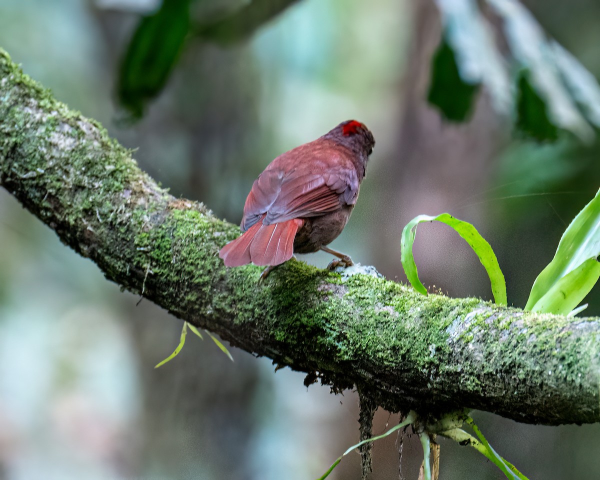 Red-crowned Ant-Tanager (Red) - ML642630159