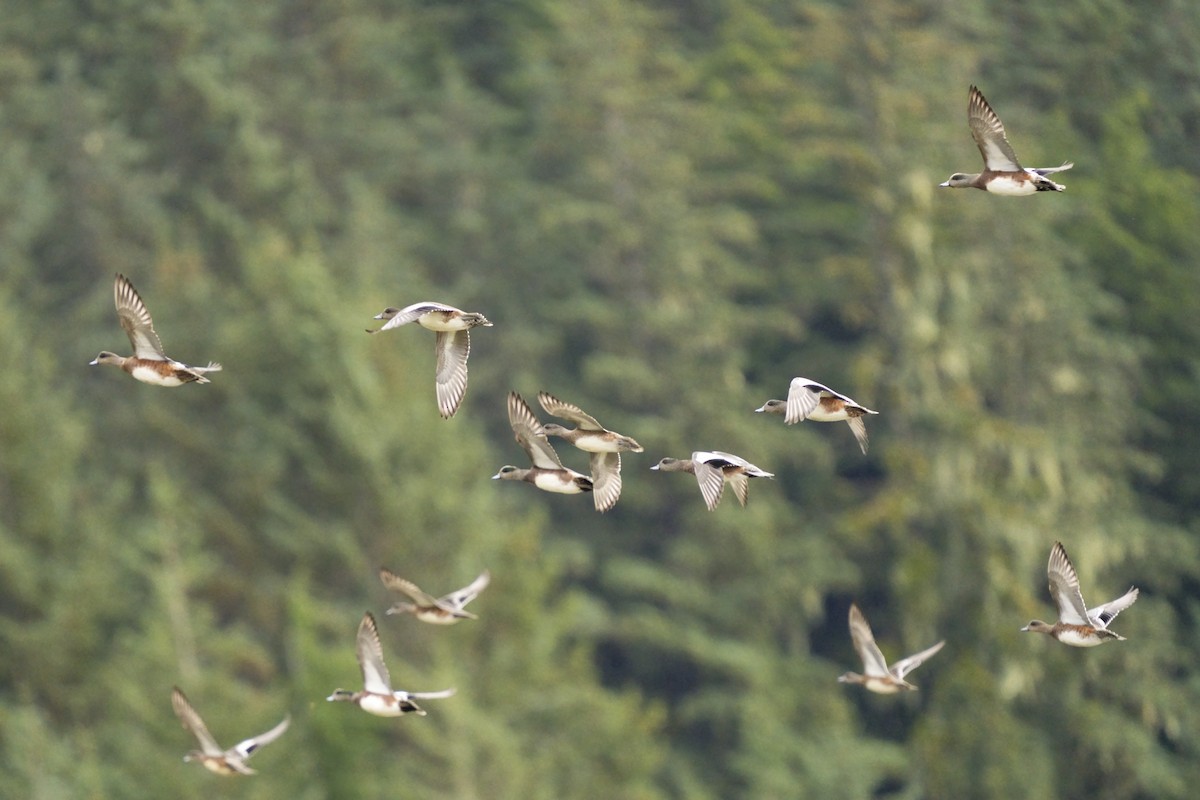 American Wigeon - ML642630169