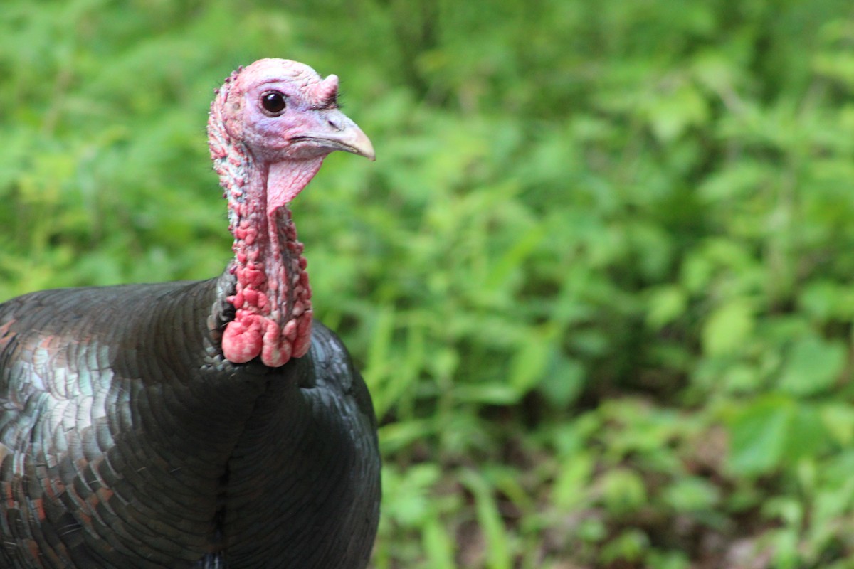 Guajolote Gallipavo - ML642630185
