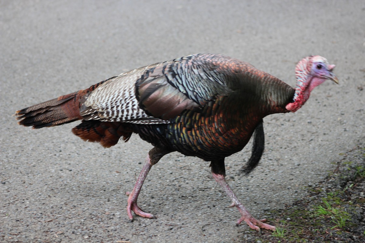Guajolote Gallipavo - ML642630190
