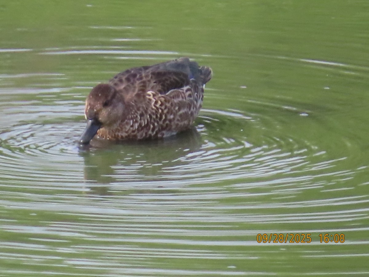 Green-winged Teal - ML642630192