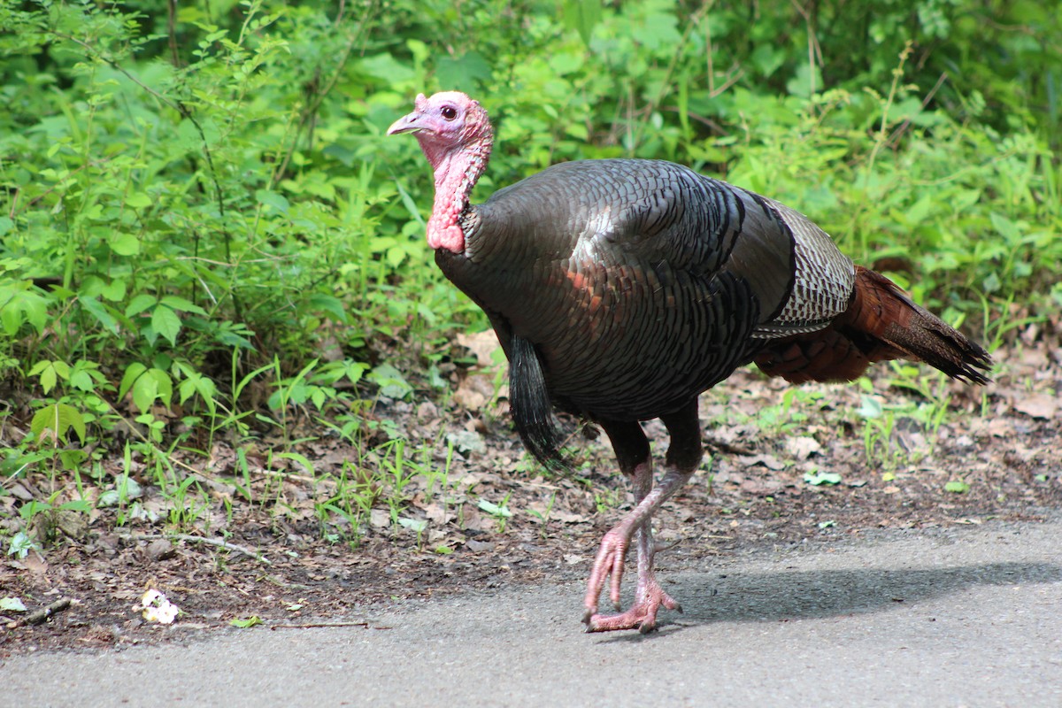 Guajolote Gallipavo - ML642630199