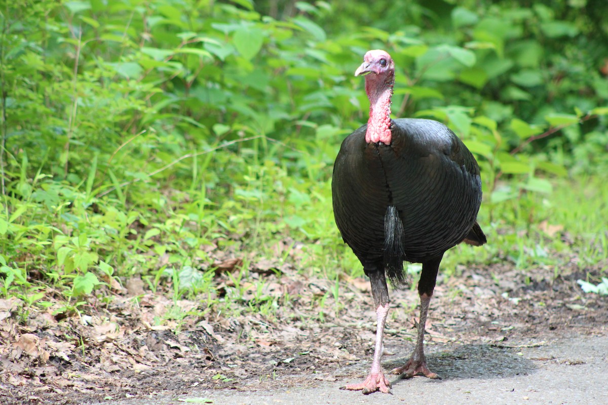 Guajolote Gallipavo - ML642630203
