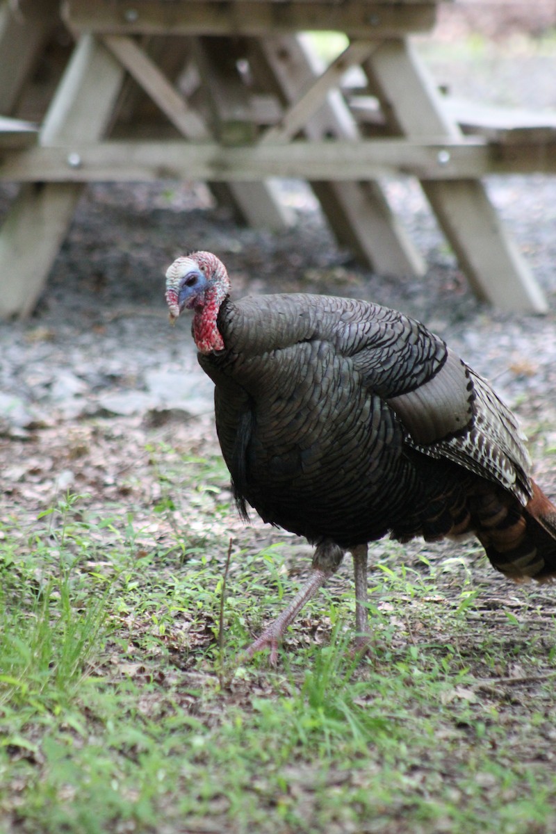 Guajolote Gallipavo - ML642630206