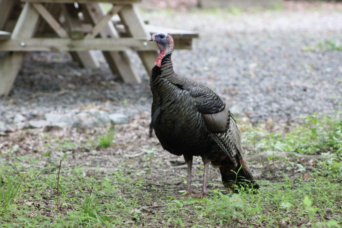 Guajolote Gallipavo - ML642630210