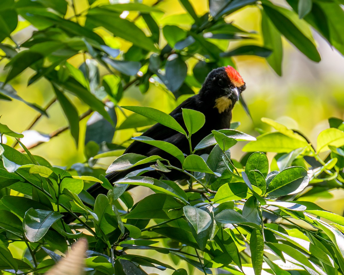 Flame-crested Tanager (Flame-crested) - ML642630236