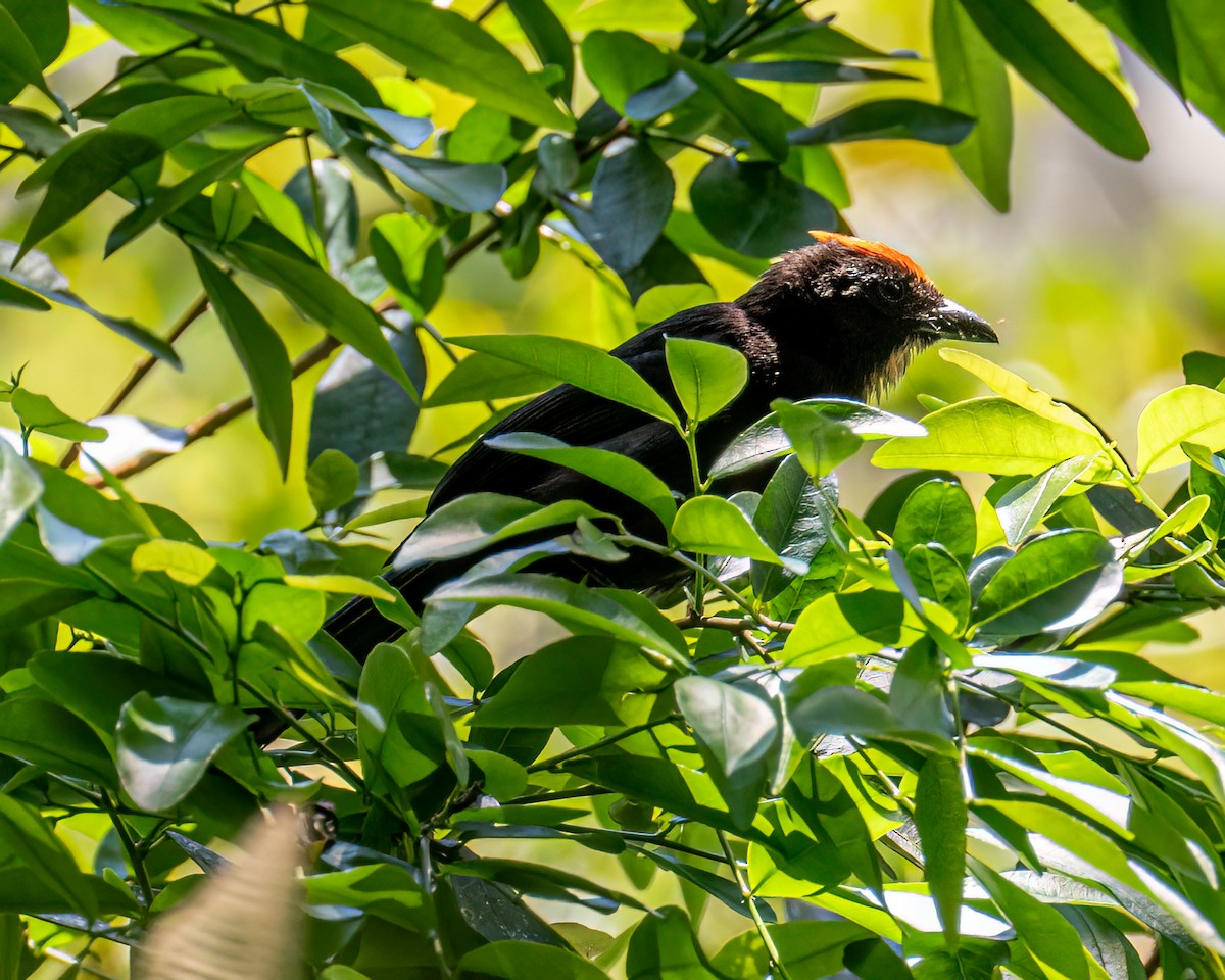 Flame-crested Tanager (Flame-crested) - ML642630237