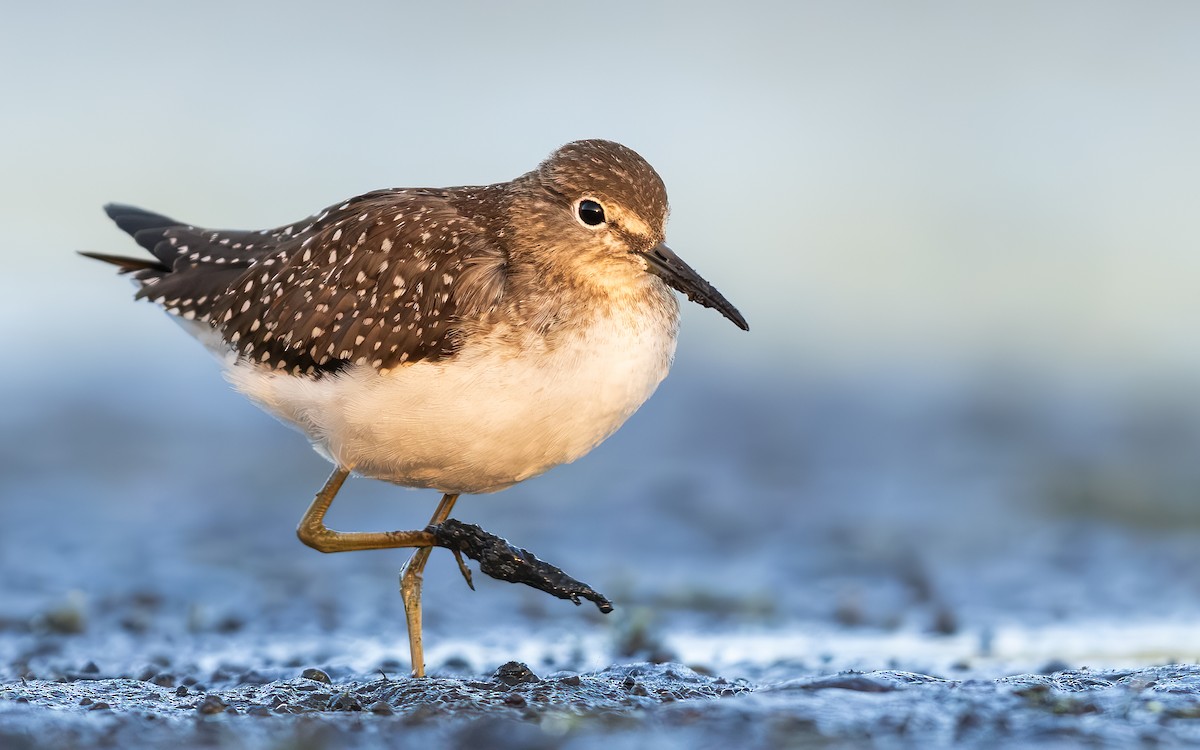 Solitary Sandpiper - ML642630275