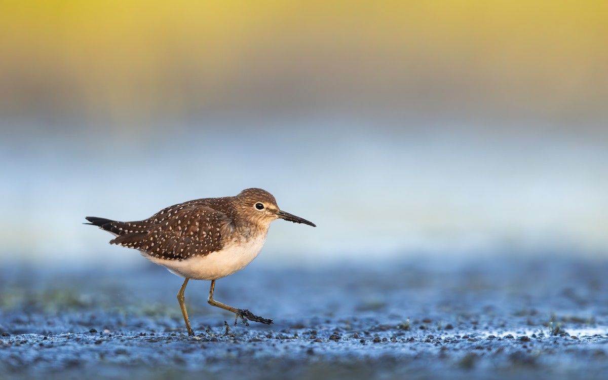 Solitary Sandpiper - ML642630278
