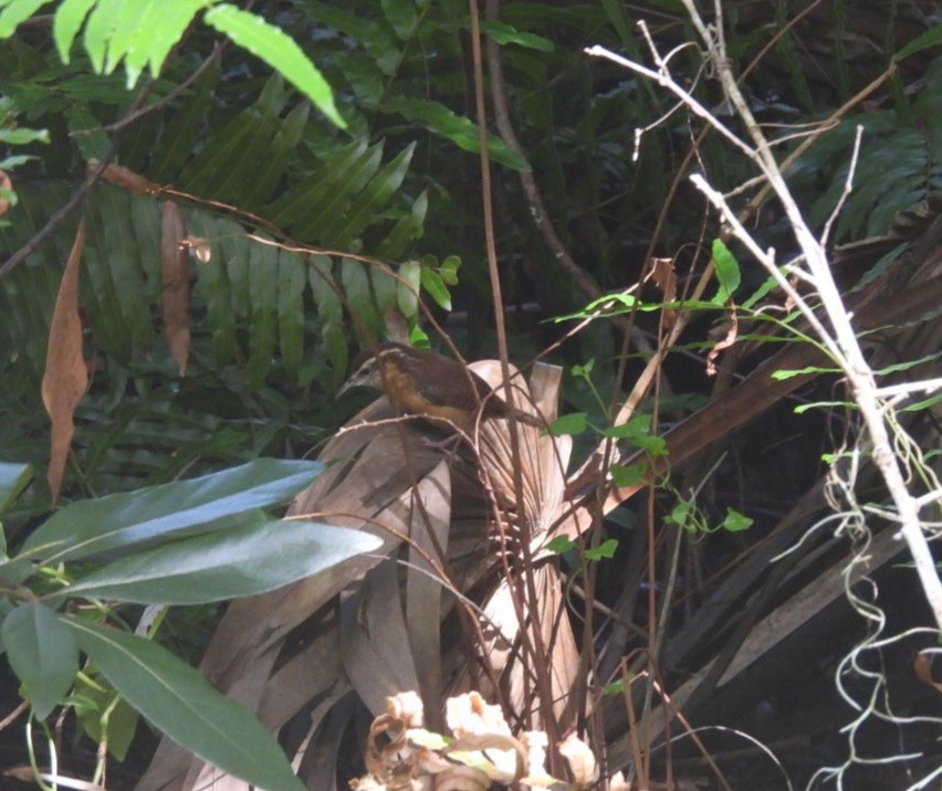 Carolina Wren - ML642630282